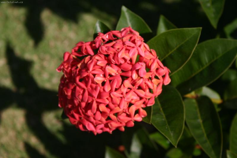 Foto: Ixora-Ixora