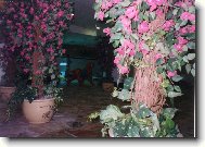 kv�ty strom�