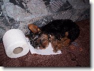 Brend�k
