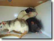 4 potk�nci