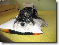 Chud�nek
