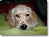 To jem j� Roxi