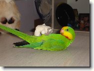 papou�ek n�dhern�