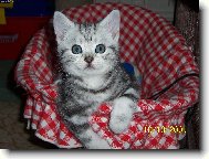 Britsk� Whiskas ko�ata