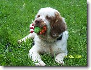 Lud�nek s pavou�kem