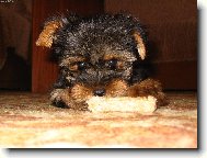 Kub��ek