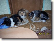 Na�e trio
