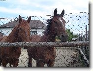 Kon�kovia