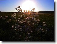 kytka poln�