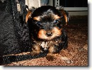 Max�k