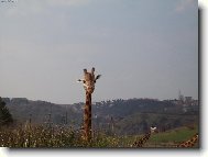 N�v�t�va ZOO