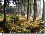 Podzimn� r�no v lese