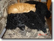 Odpoledn� siesta