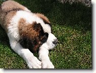 Fido odpo��v�