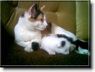 Majda a mim�o