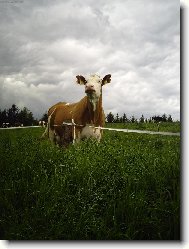 Moje kamar�dka