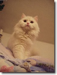 Lili�na