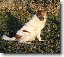 �esk� horsk� pes