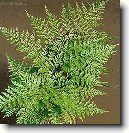 Davallie kan�rsk�