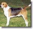 Anglick� foxhound