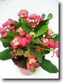 Pry�ec z��iv�, �Kristova koruna�