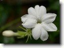 Jasm�n