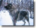 Kavkazsk� pasteveck� pes