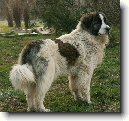Pyrenejsk� mastin