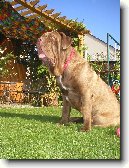 Neapolsk� mastin