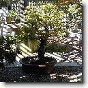 Sager�cie �ajov�