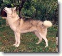 Sibi�sk� husky