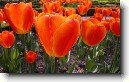 Tulip�n